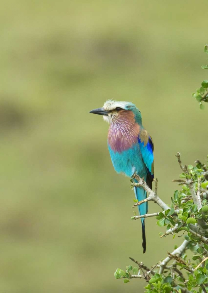 Kenya, Masai Mara Lilac-breasted roller on tree